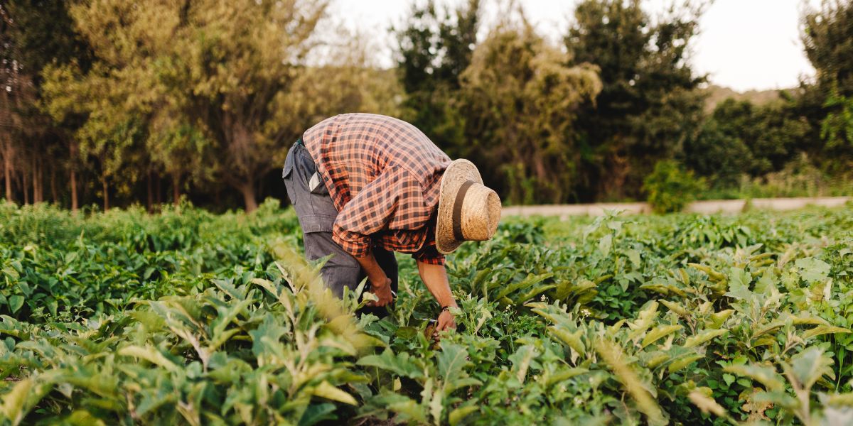 Comment obtenir un visa de travail pour les travailleurs étrangers dans l’agriculture ?