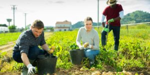 Comment obtenir un visa de travail pour les travailleurs saisonniers agricoles au Canada